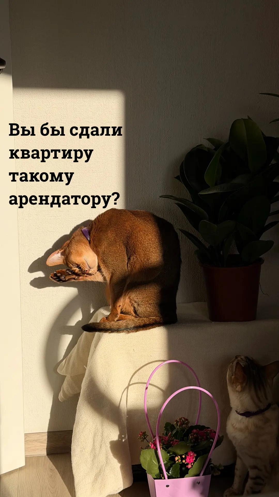 Как вы относитесь к таким жильцам? 

я в некоторых случаях мы сдаю квартиры жильцам с животными.
это