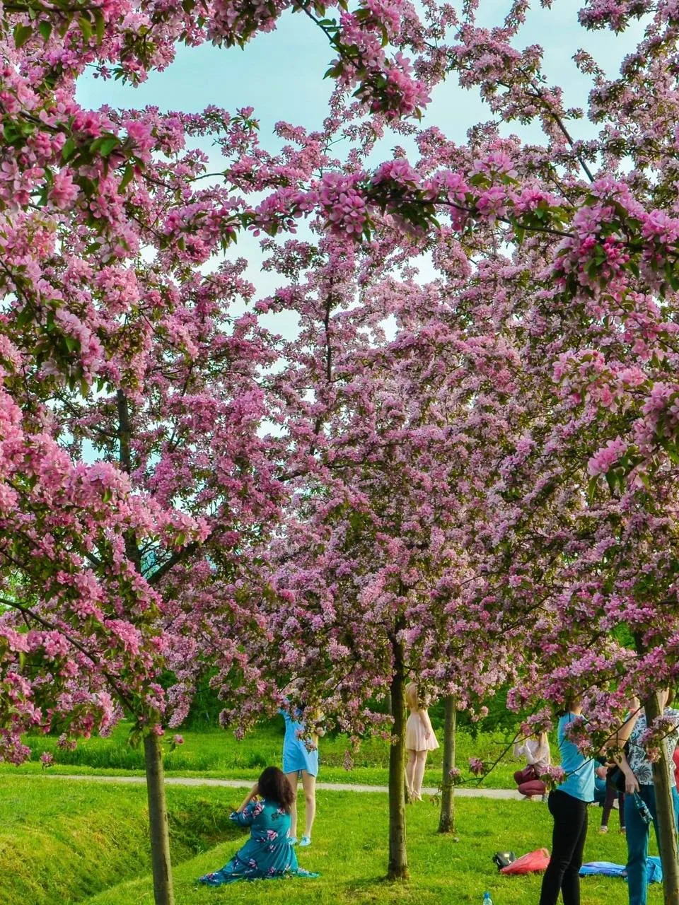 🌸 Цветущий секретный сад в центре города  Сейчас деревья только начинают цвести, а к концу месяца са