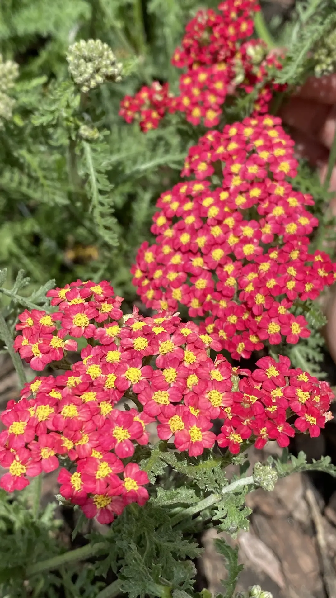 Тысячелистник Ред Вельвет (Achillea millefolium Red Velvet) — это неприхотливый многоле...