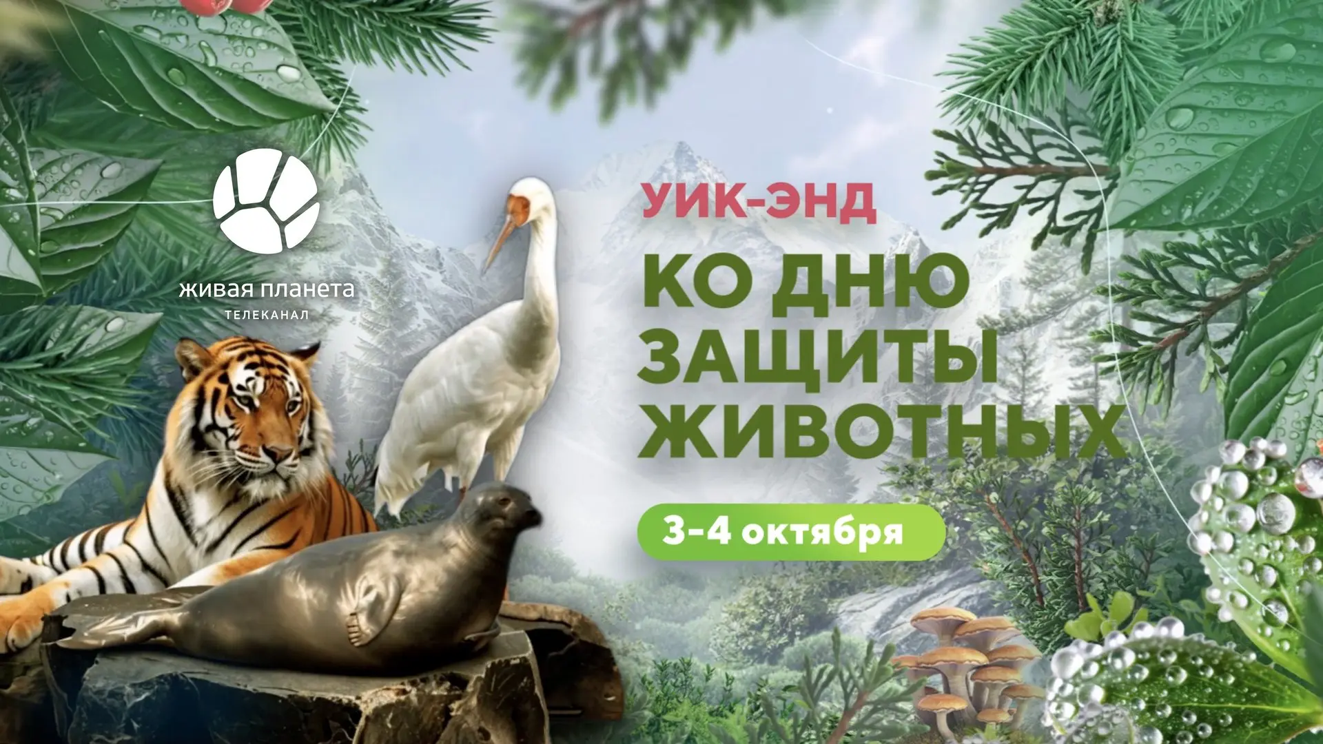 Готовы отправиться в экспедицию по самым диким и уязвимым уголкам Земли, не выходя из д...