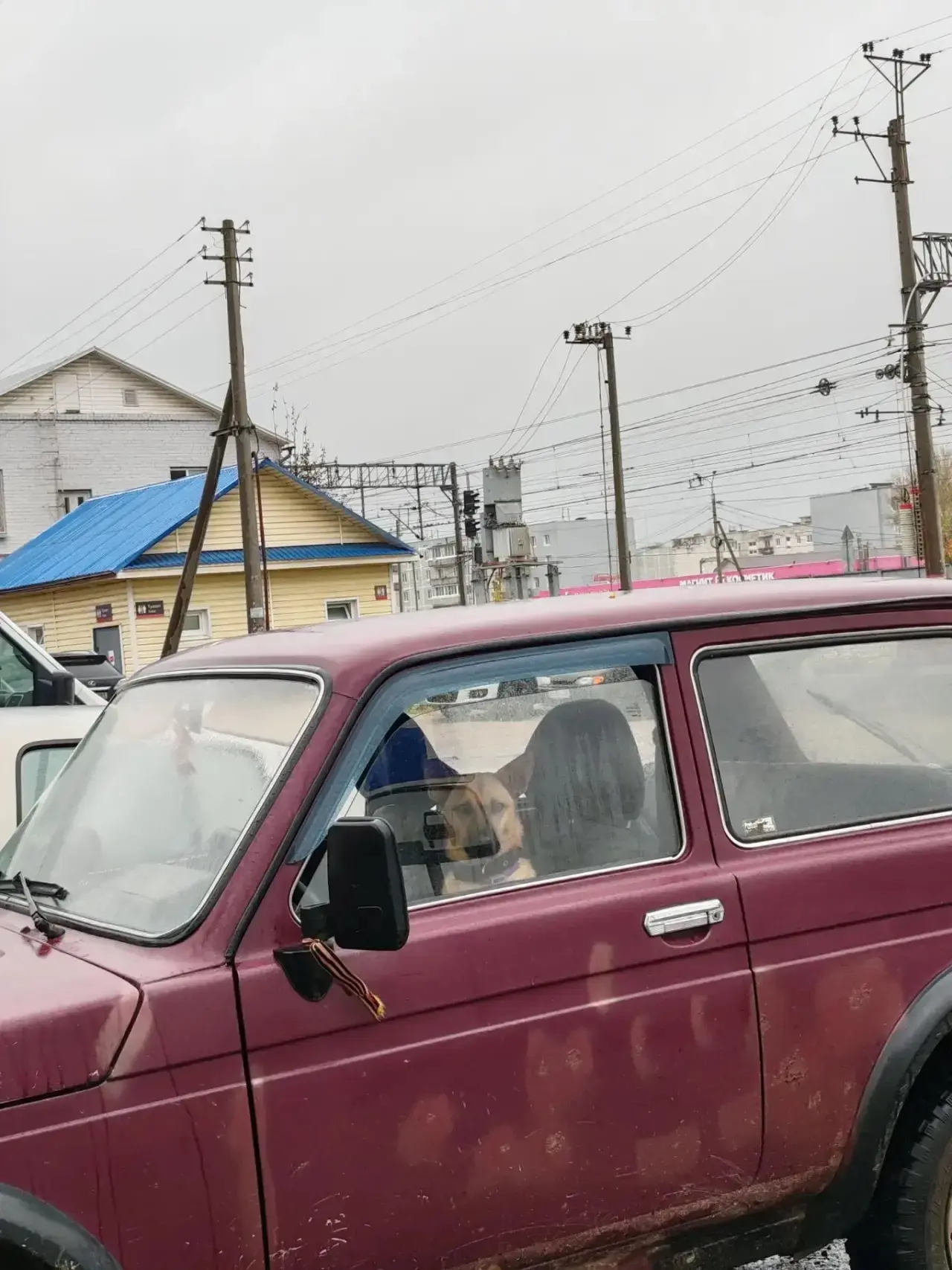 🐕 Противоугонка бдит 🚗