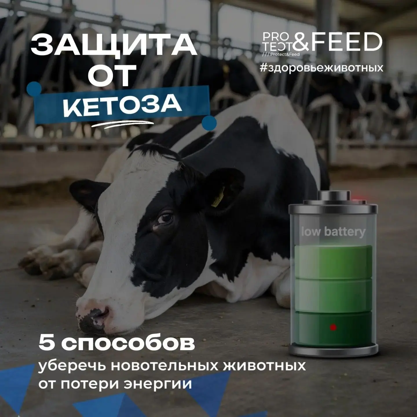 5 способов защитить новотельных животных от кетоза в жару.