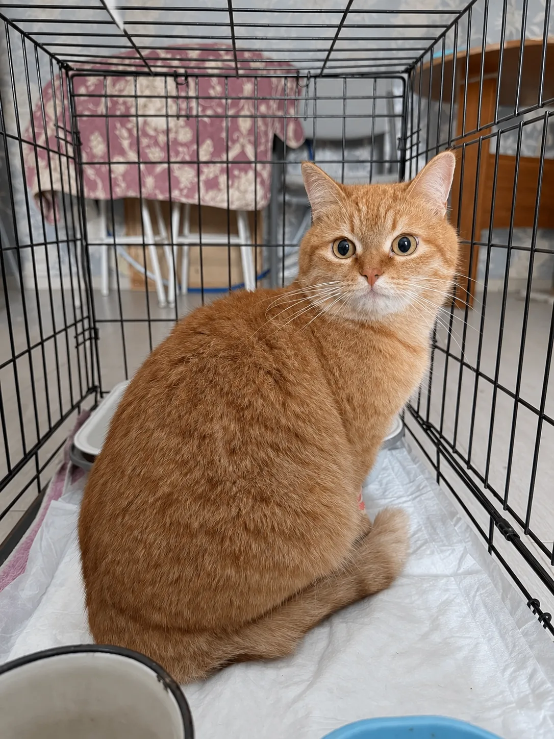 🐈 Срочно нужен хозяин для котика