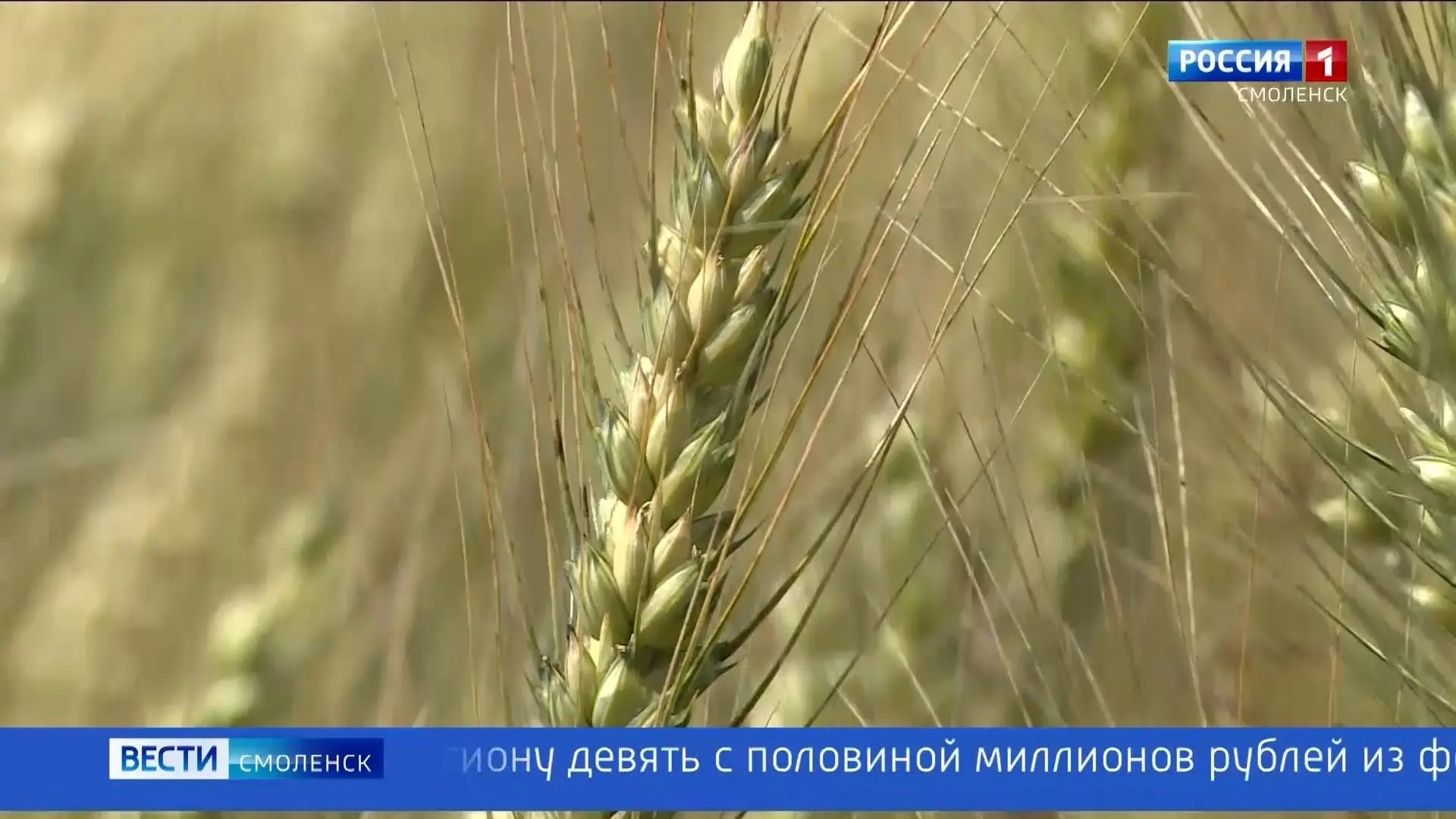 Смоленская область получит дополнительную финансовую поддержку агрострахования