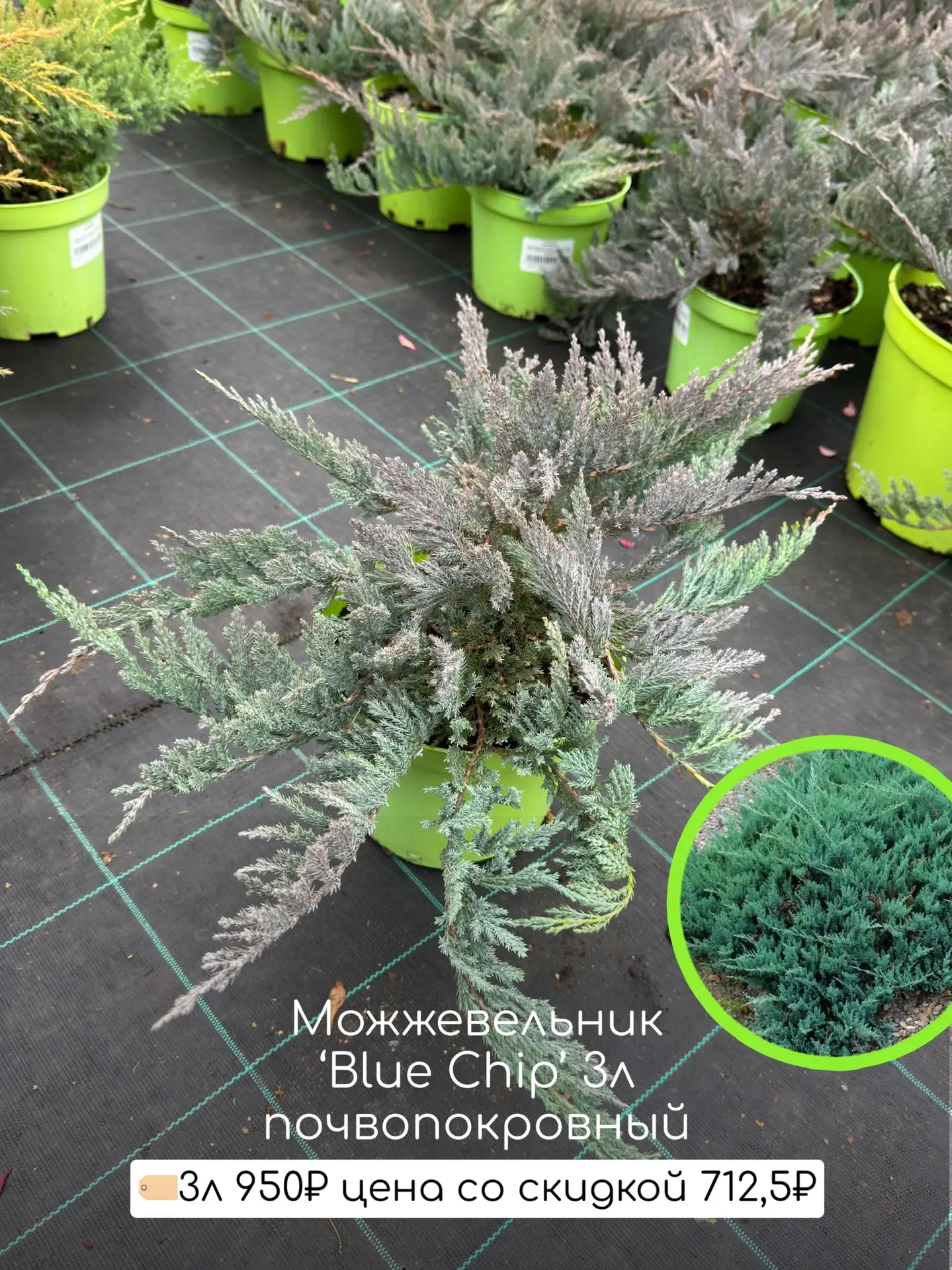 Самые популярные сорта  Со скидкой 25% много сортов! И интересные и новые и самые топовые!   Вот про