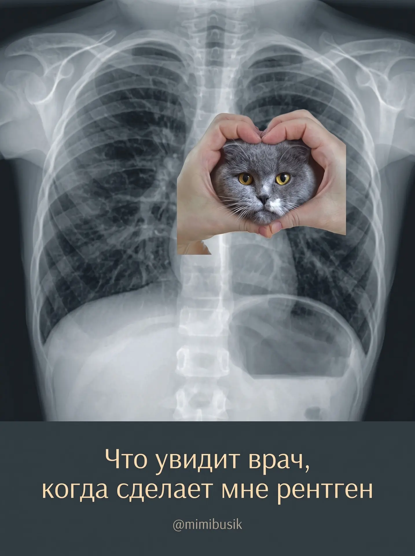 Диагноз: неизлечимая стадия котозависимости. И лечиться не планирую!