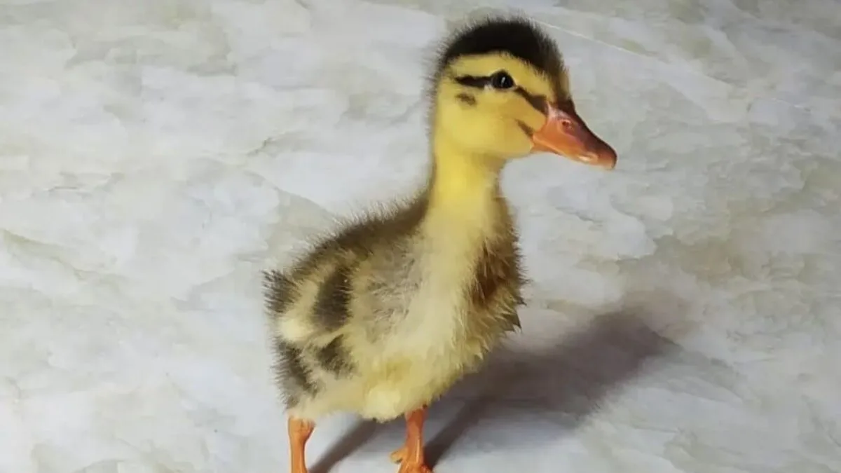 Как утенок с вьетнамского рынка стал членом семьи 🦆

В 2019 году крымчанка Марьяна Желобовская с му