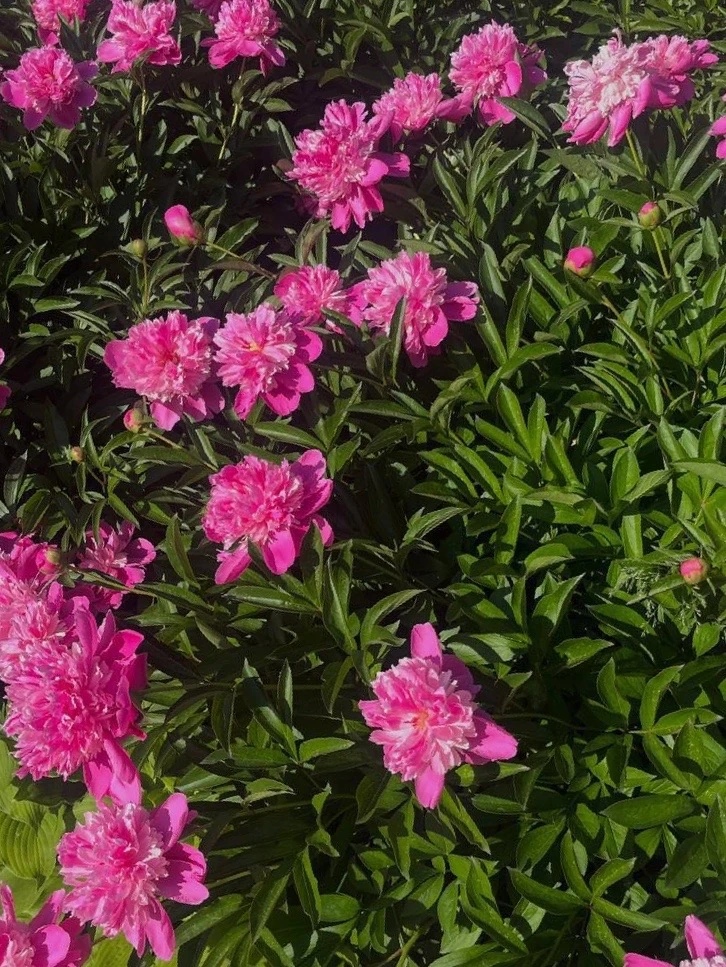🌺🌺🌺
