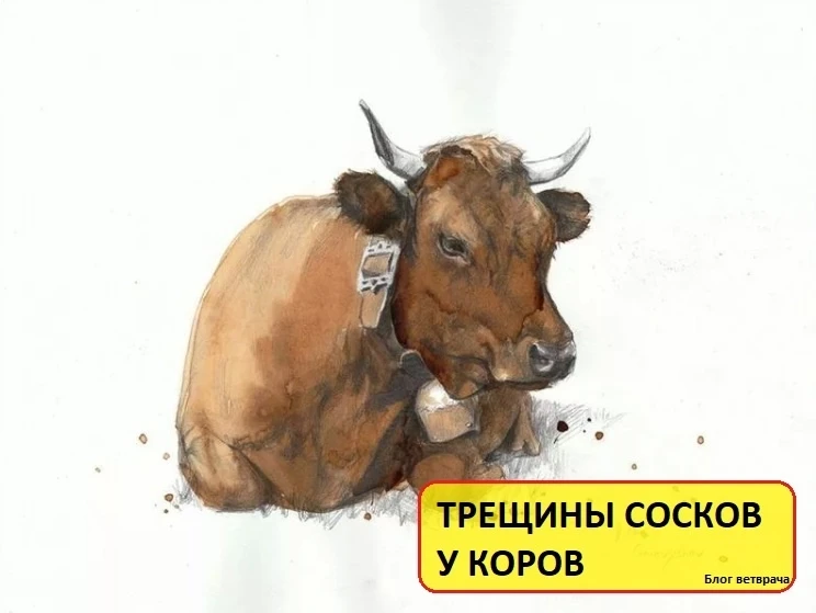 🆘❗ТРЕЩИНЫ СОСКОВ У КОРОВ