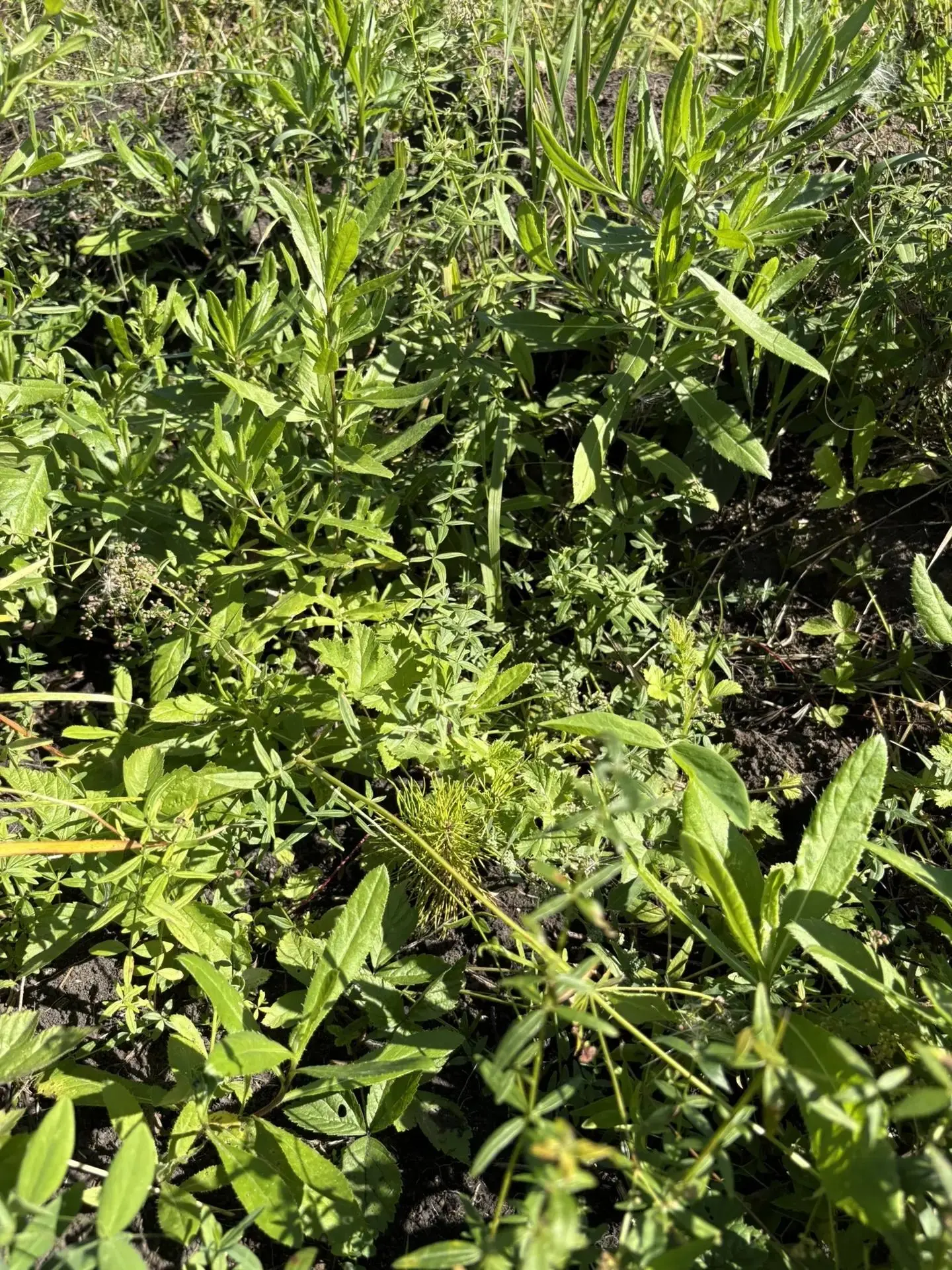 🌱 Будущий лес начинается сегодня: приёмка агроуходов в Юргинском лесничестве