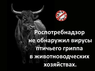 Роспотребнадзор осуществляет мониторинг циркуляции вирусов гриппа птиц в российских жив...
