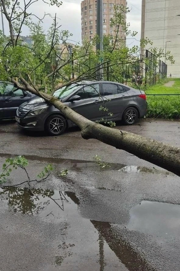 Во дворе на Купчинской д. 30 корп. 1, упало дерево. Пострадало 3 автомобиля.