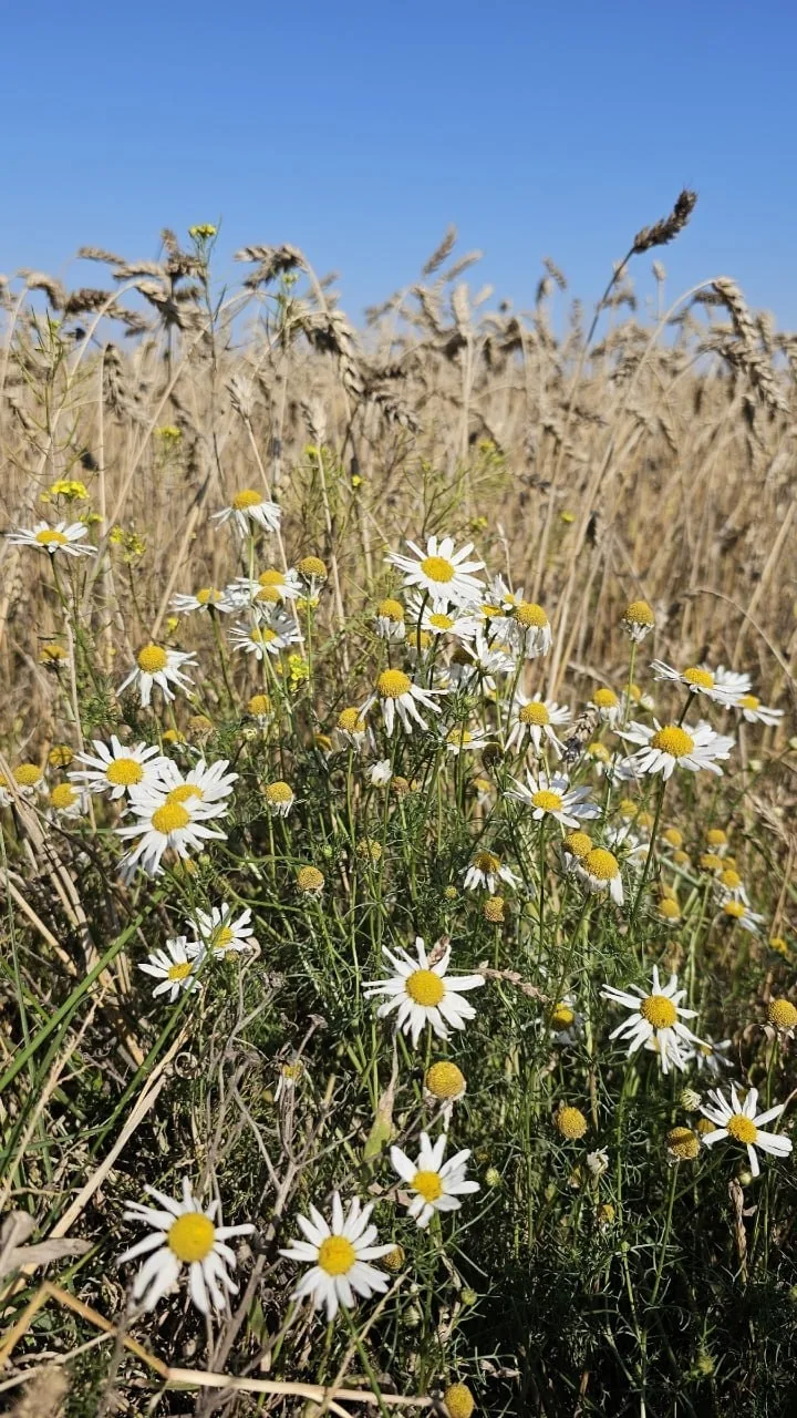 🌾 Какие же красивые алтайские поля!