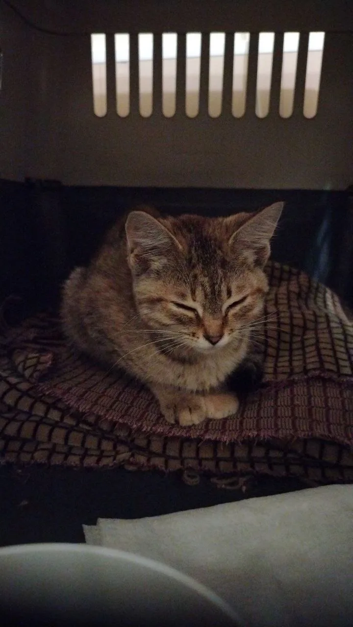 🙀 Одна добрая душа, наша давняя подписчица Мария, которая в прошлом году приютила миле...