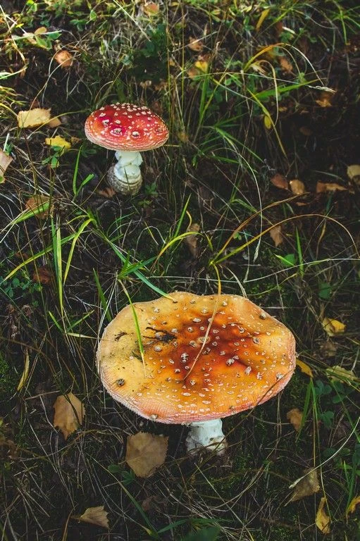 🍂А вы видели осеннюю природу Алтайского края?