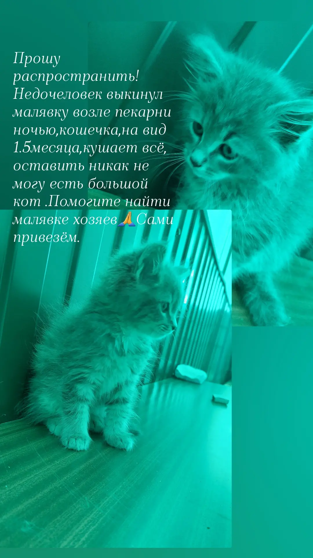 Не смогла пройти мимо,помогите найти  хозяев🙏🙏🙏оставить себе не можем есть свой боль...