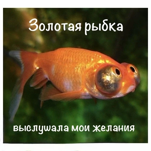 А что бы вы попросили? 😜