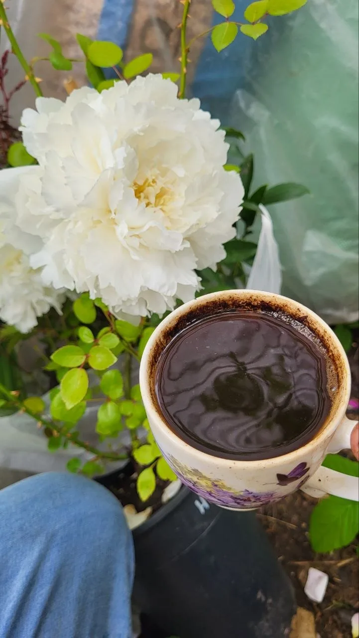 Доброе пионовое утро ☕️❤