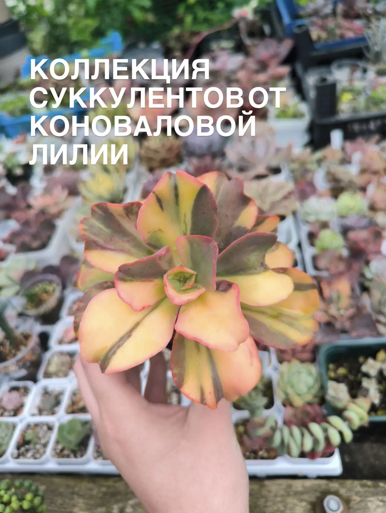 Самый главный ежегодный праздник в питомнике Летний сад! Фестиваль «Феерия цветов»!  Совсем скоро - 