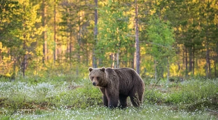 🐻Медведь снова растерзал человека в Сибири