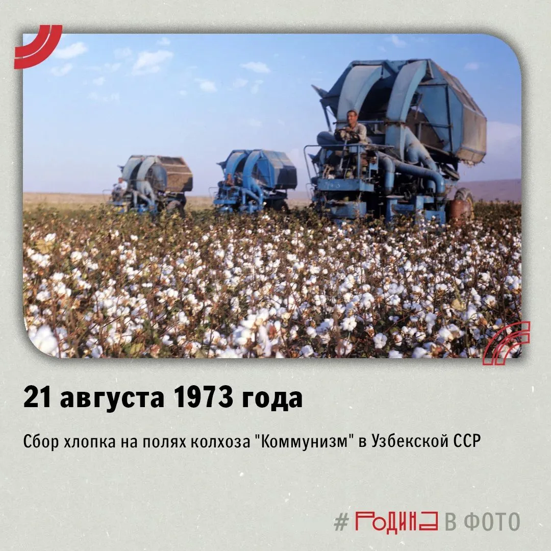 Сбор хлопка на полях колхоза "Коммунизм" в Узбекской ССР 21 августа 1973 года