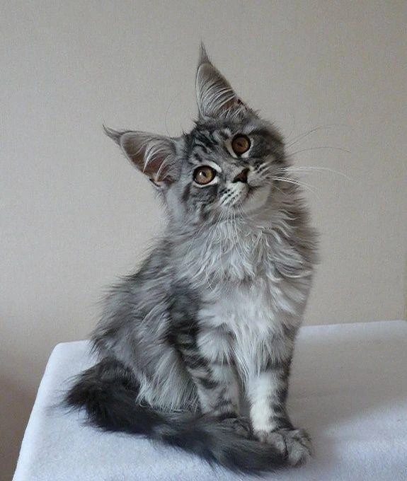 🐱 Мейнкуны ждут вас на фестивале в «Этажах»  В лофт-проекте «Этажи» на площадке «Синий пол» пройдёт 