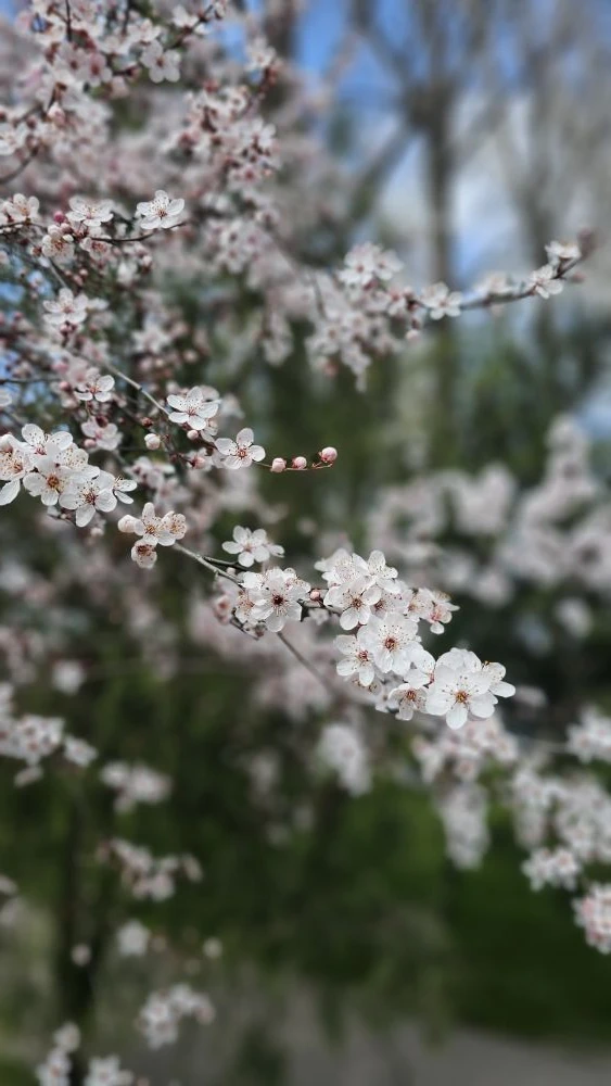 Доброе утро красотки 🌸