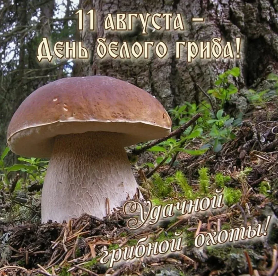 Тихая охота объявляется открытой! 🍄