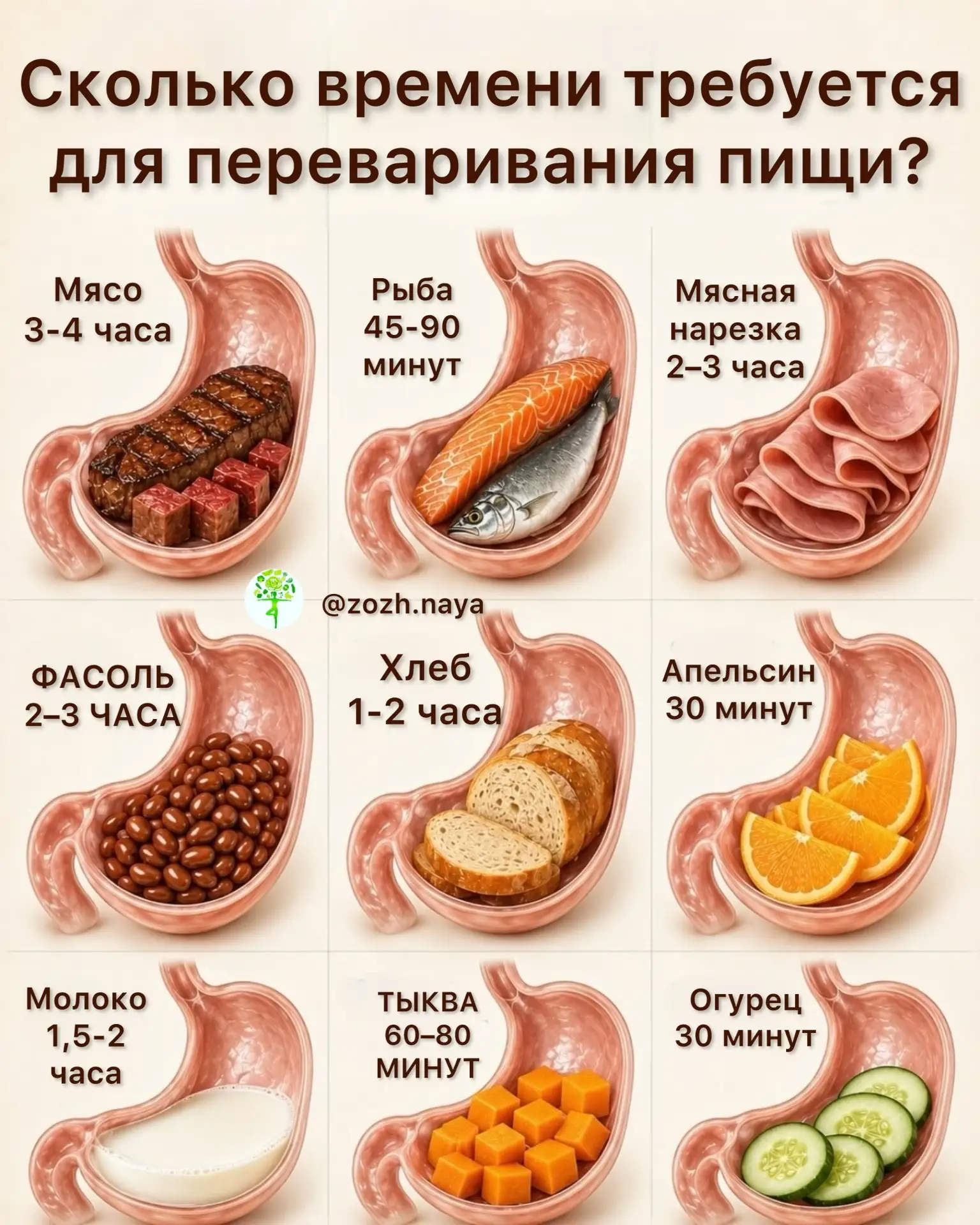 ⏳ Процесс пищеварения для разных продуктов и для разных людей может отличаться. Такие факторы, как р