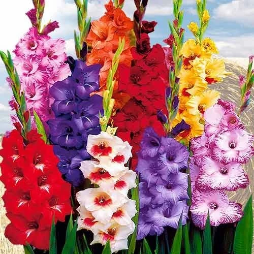 🌷 Открыт приём заказов на гладиолусы — весна 2027 г. 🌸