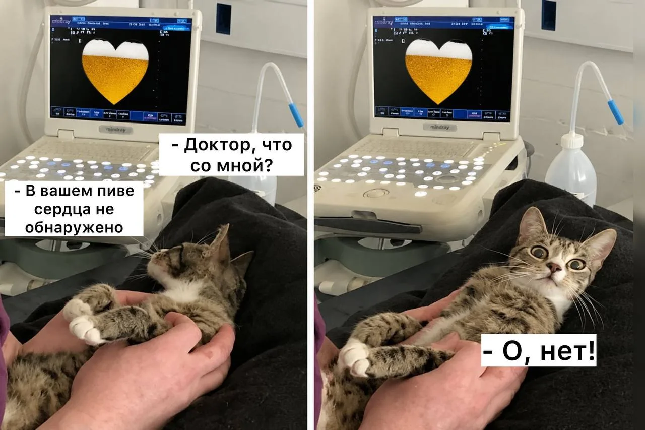 У любителей пива может появиться так называемое «пивное сердце»

Речь идет о возможной алкогольной к
