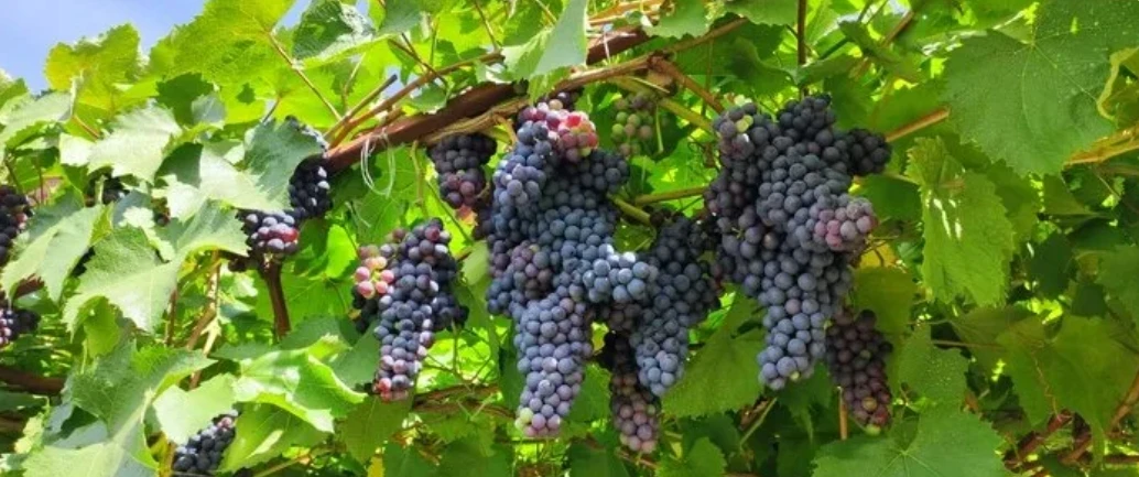 🍇 Технический виноград не едят. Вот почему