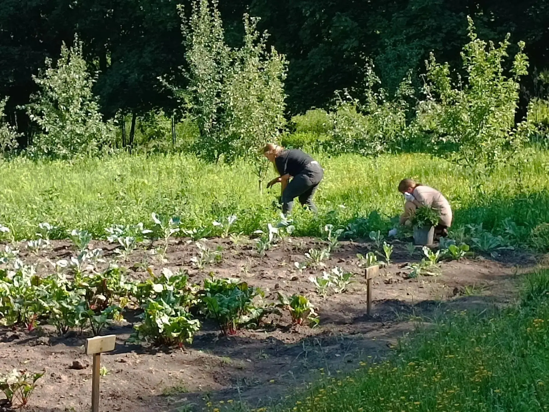 ☀️ В нашей школе продолжается летняя трудовая практика! ☀️
Лето — это не только про отдых, но и про 