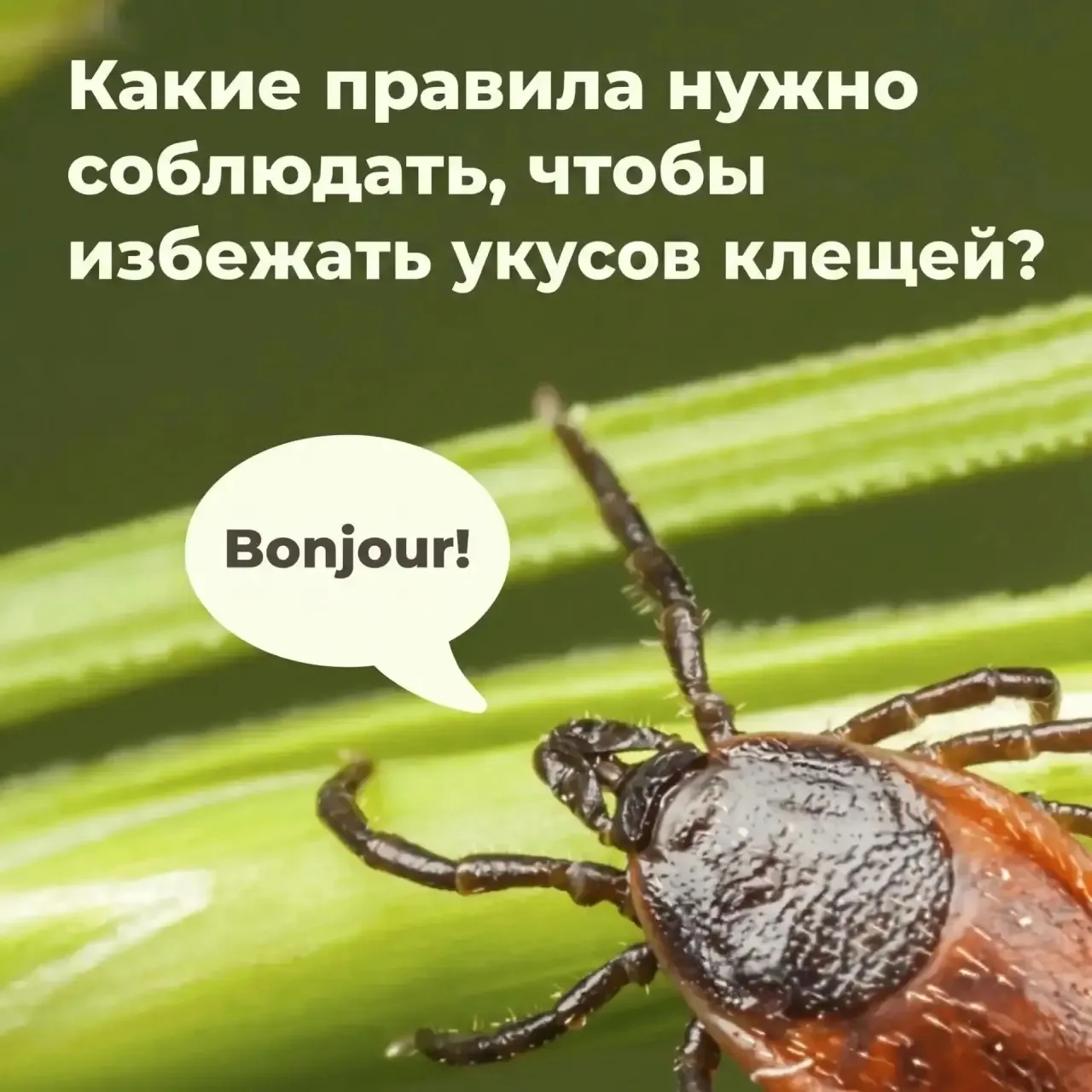🕷Клещи не дремлют! Где они прячутся, как правильно одеться на прогулку и что делать при обнаружении