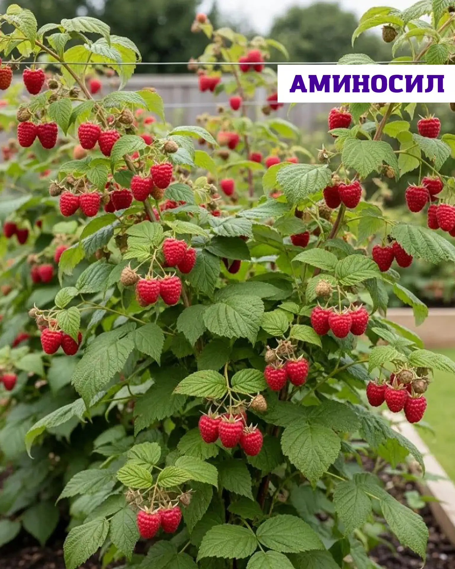 🍓 Ягодный сезон начался: что нужно малине, ежевике, смородине и крыжовнику для крупного и сладкого 