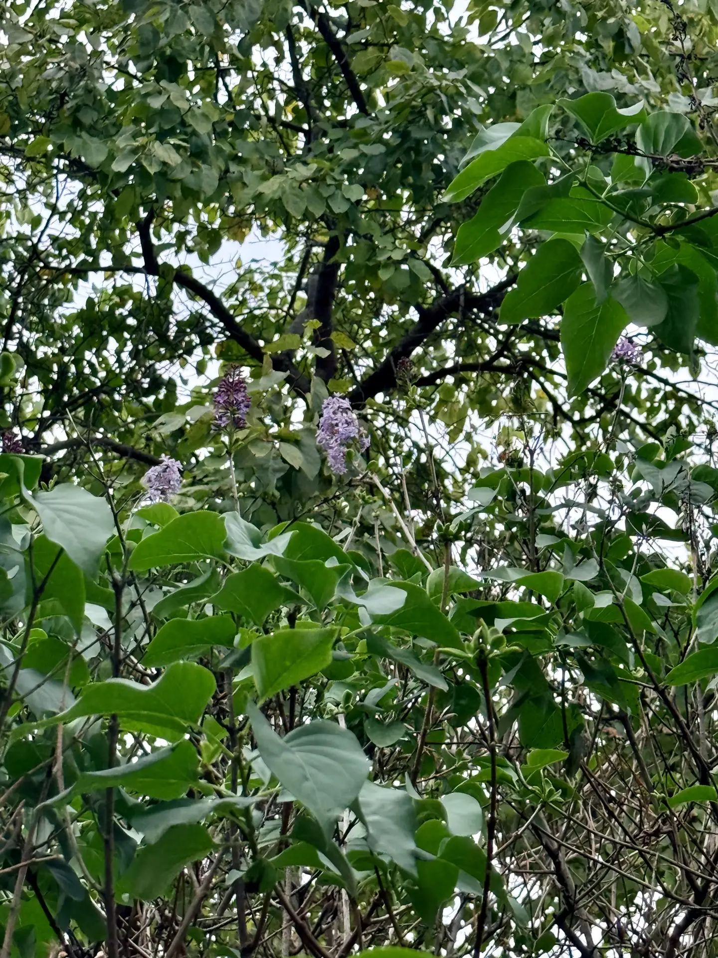 Маленькая, но приятная ошибка природы 💜