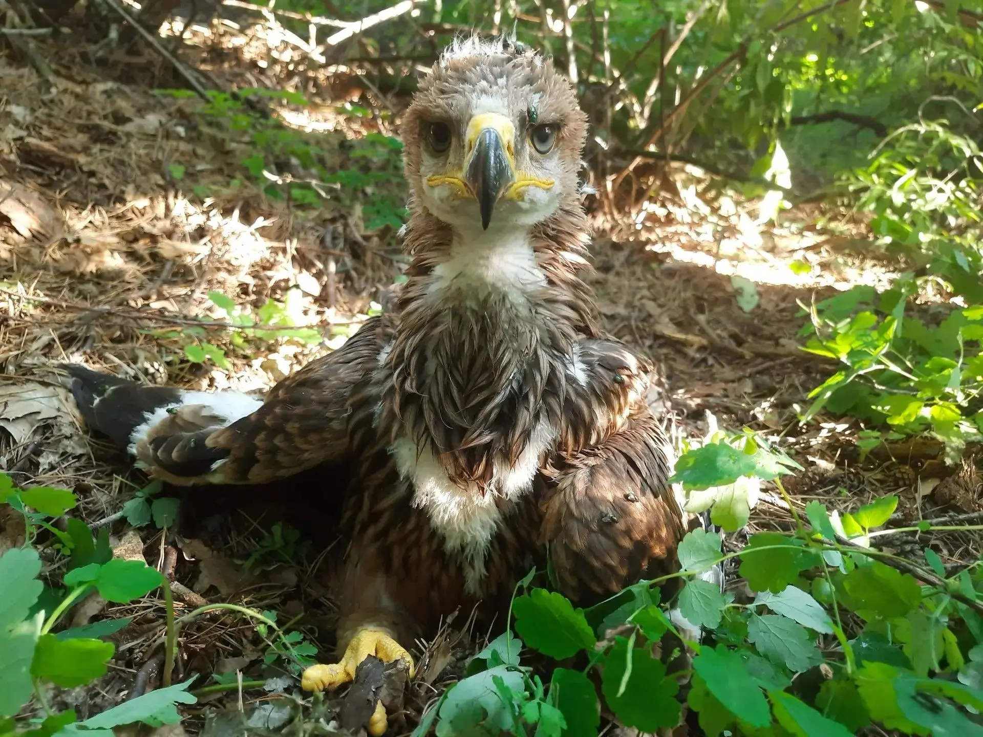 Ястреб напал на птенца солнечных орлов в Сенгилеевском районе🦅

26 июля на гнездо солнечных орлов в