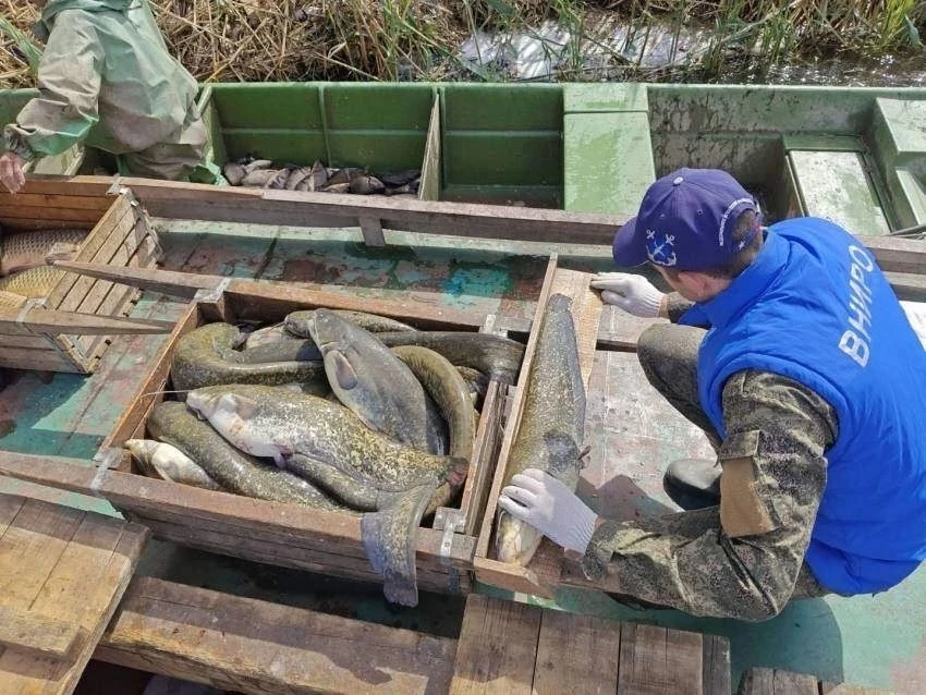 🐟В Астраханской области из-за холодной весны уловы сома сократились на 600 тонн

Специалисты Волжск