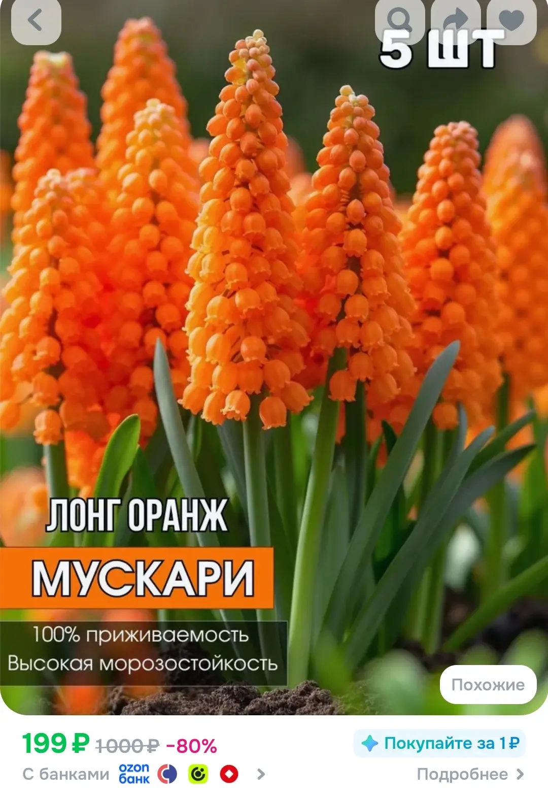 ✔️ мускари
