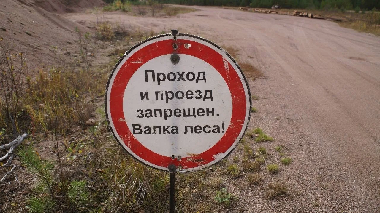 🌲 Под Питкярантой вырубили лес на месте старого финского аэродрома