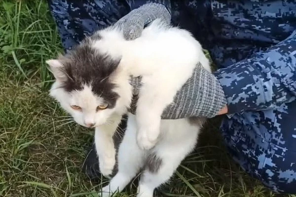 Кота-наркокурьера задержали в Нижегородской области.
