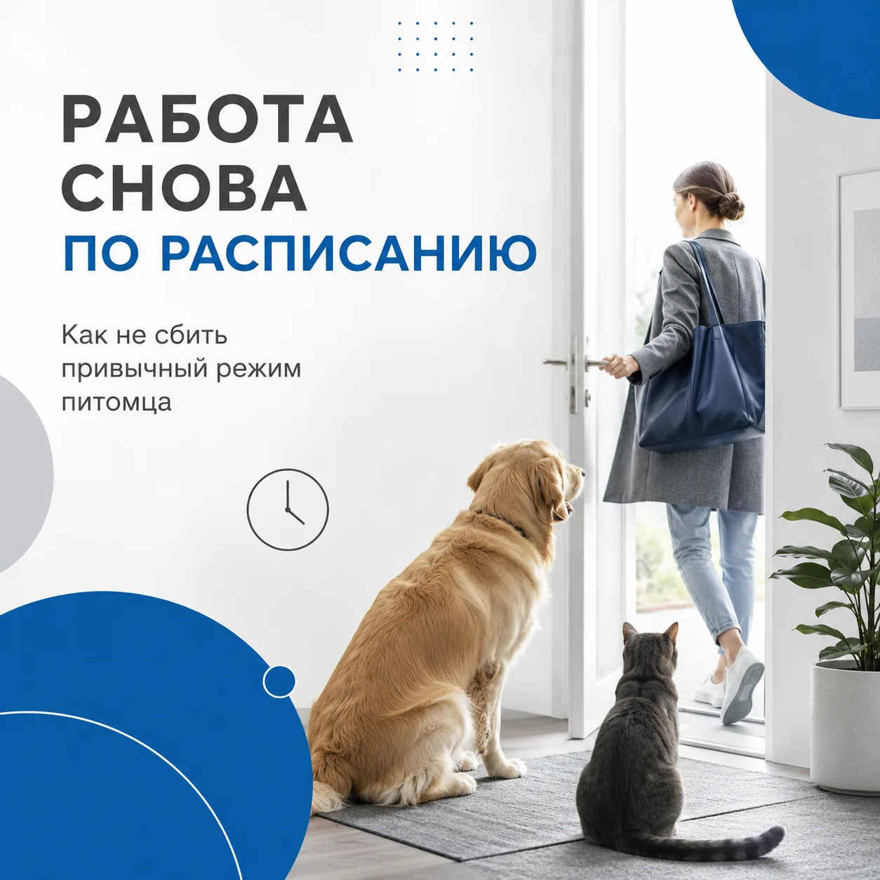 Работа снова по расписанию: как не сбить привычный режим питомца
