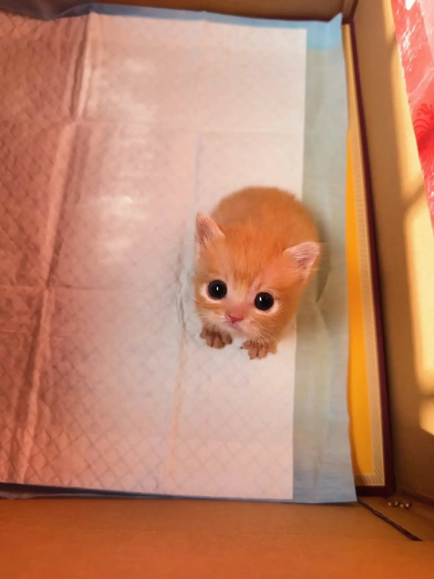 Даже котик в шоке, что опять понедельник 😳😩🤭