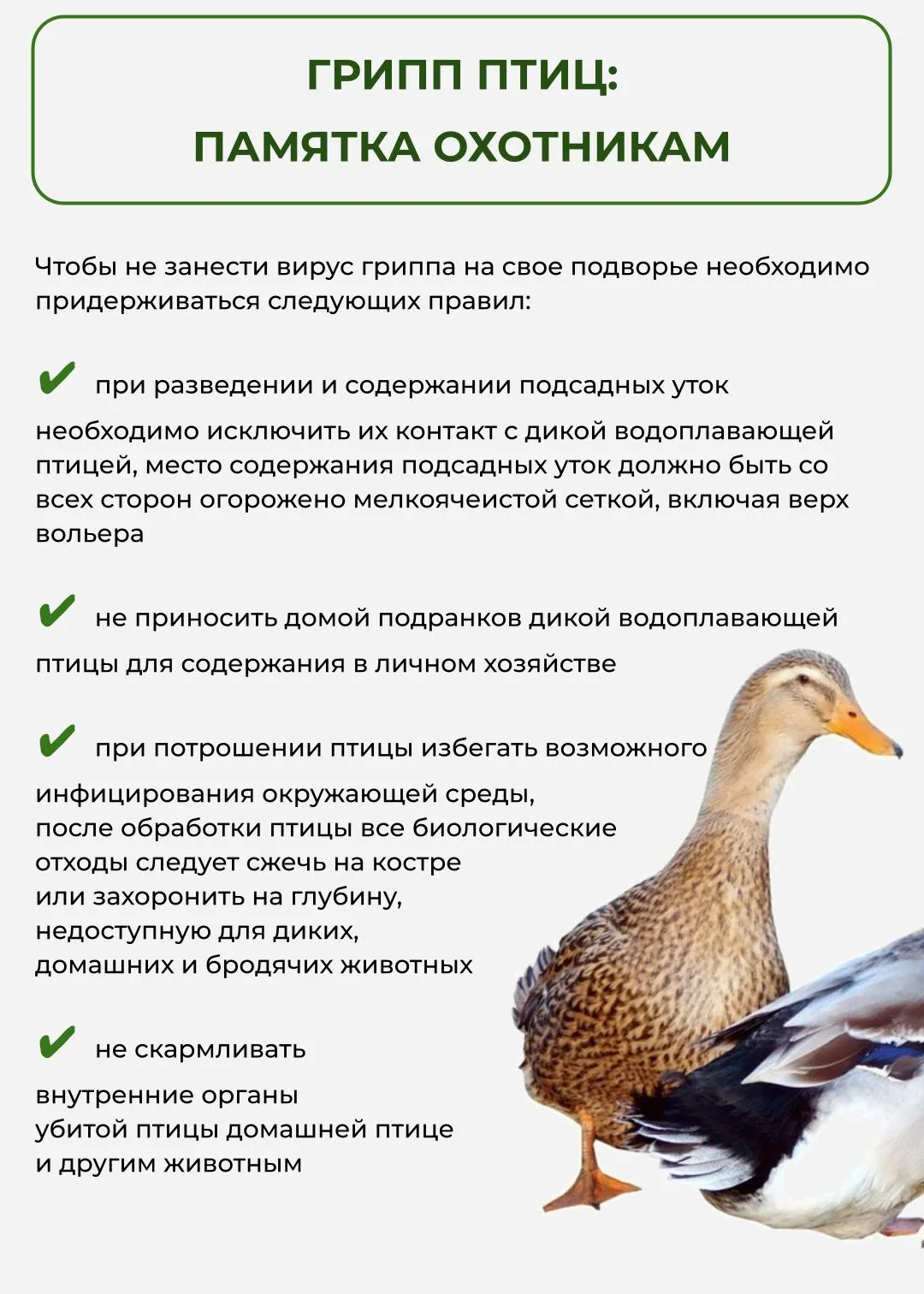🦆Охота на водоплавающую дичь в Югре стартует уже в конце августа