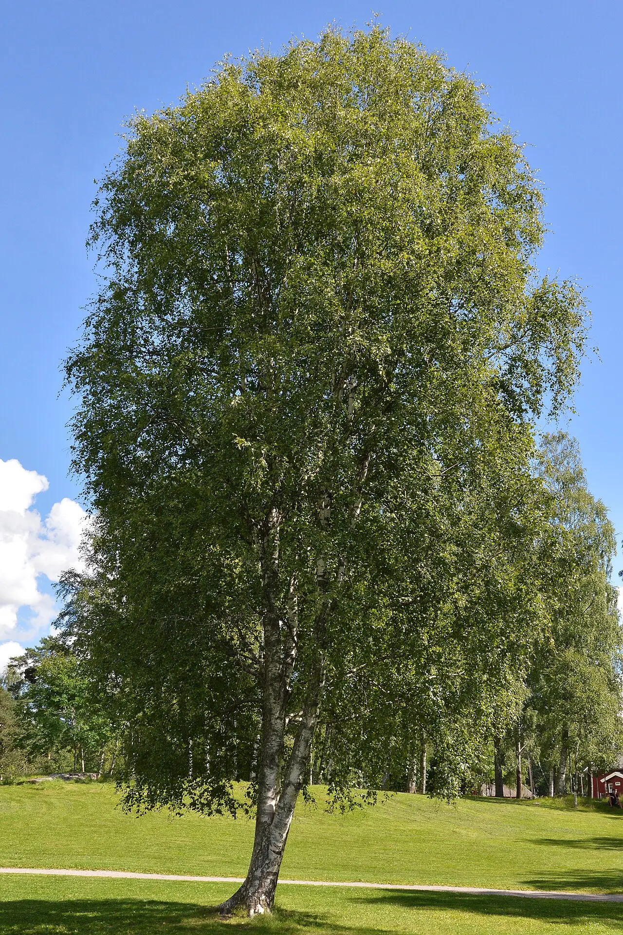 💡 Знаешь ли ты? 🌿 берёза