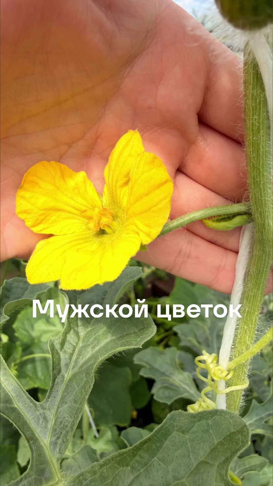 Добрый день всем!