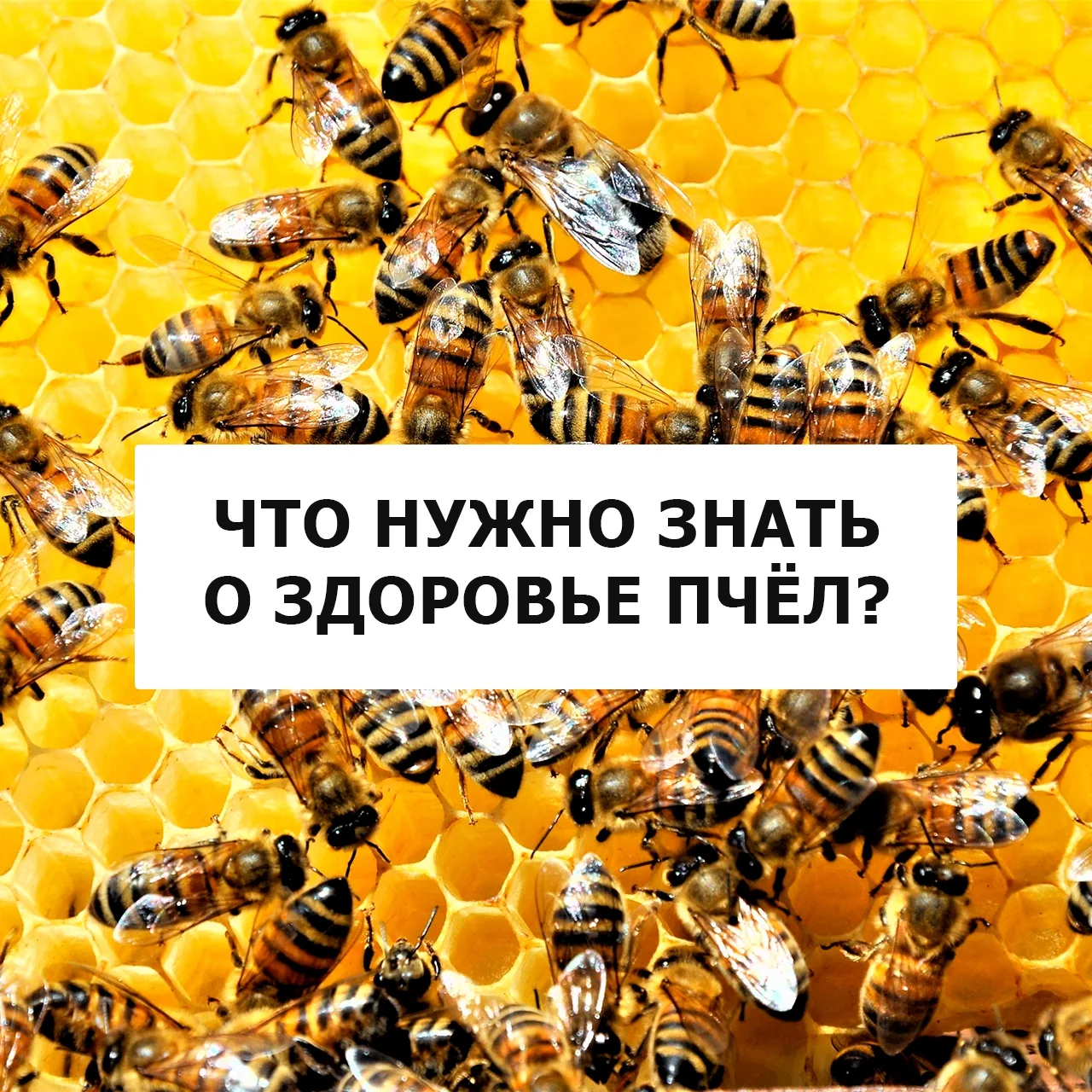 🐝Пчеловодам Удмуртии на заметку

В карточках - самое важное о здоровье пчёл и новых правилах безопа