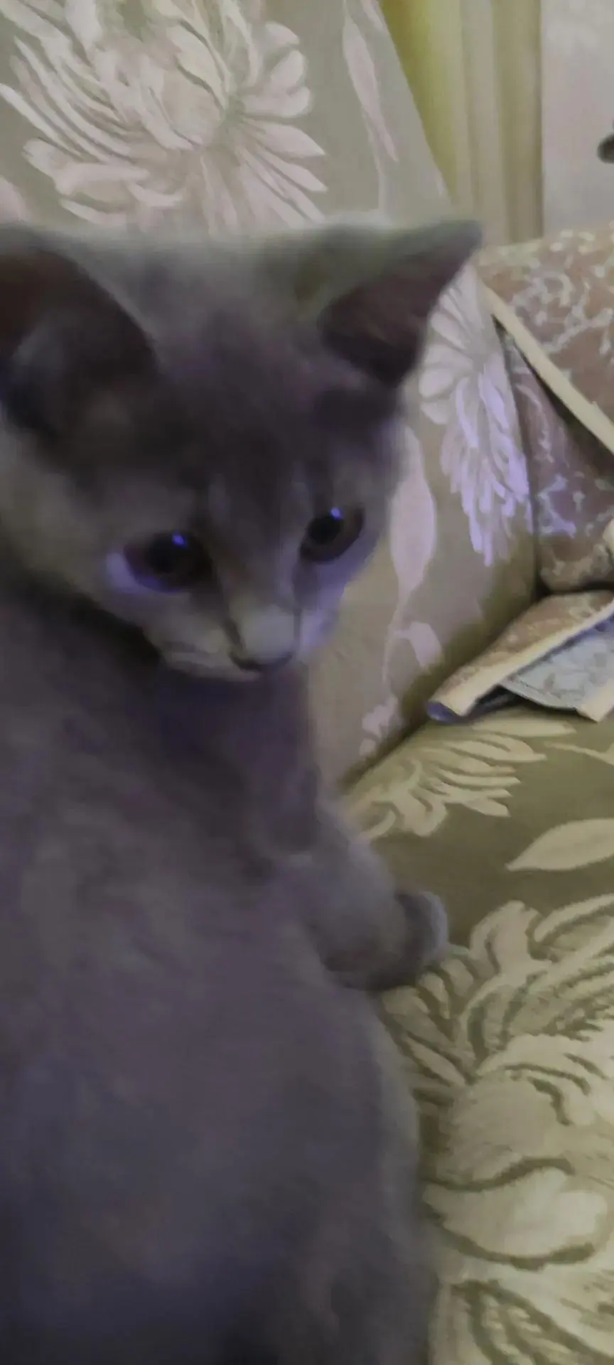 🚨 ПОТЕРЯЛСЯ КОТЁНОК!