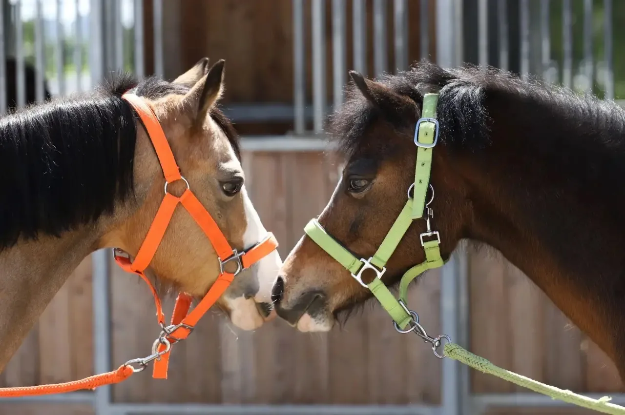 🐴 Приглашаем детей от 6 лет на занятия по верховой езде на пони!
 
Занятия на пони — это отличный с