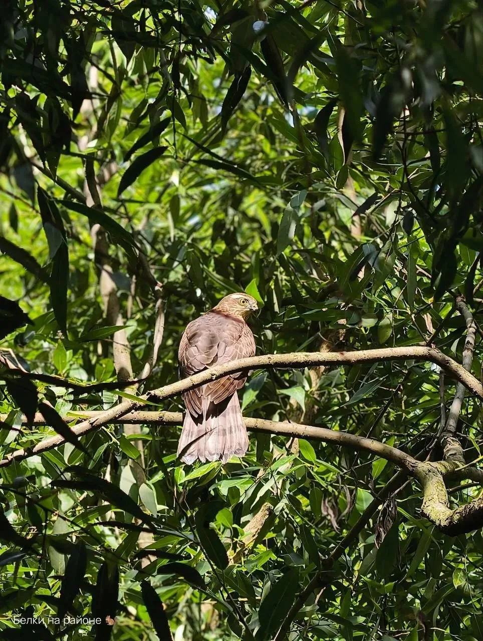 🦅 Хищная птица объявилась в парке Яуза